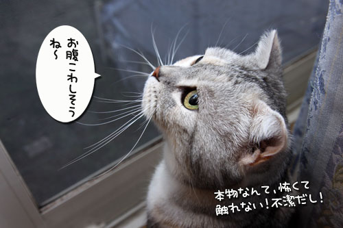 ありがた迷惑な贈り物_d0355333_19275123.jpg