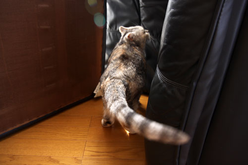 ソファの下から_d0355333_19275957.jpg