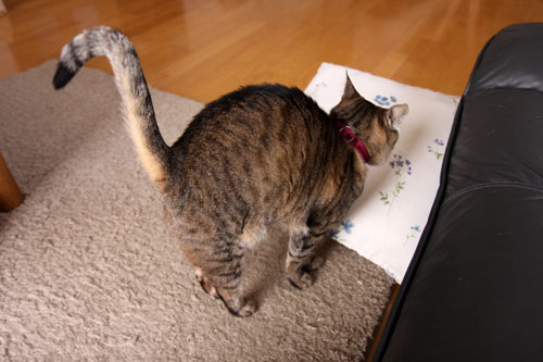 のんびり猫に学ぶこと_d0355333_19280487.jpg