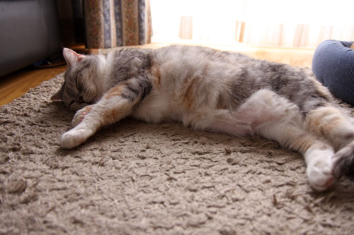 のんびり猫に学ぶこと_d0355333_19280490.jpg