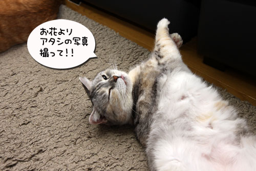 チューリップと一緒に_d0355333_19282356.jpg