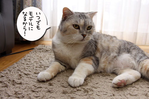 デジカメモニターと写真コンテストの案内_d0355333_19282470.jpg