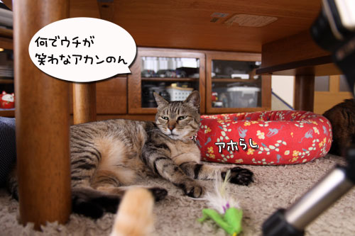 デジカメモニターと写真コンテストの案内_d0355333_19282636.jpg