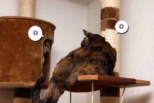 いけず猫は誰だ?_d0355333_19283092.jpg