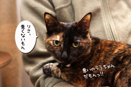 いけず猫は誰だ?_d0355333_19283123.jpg