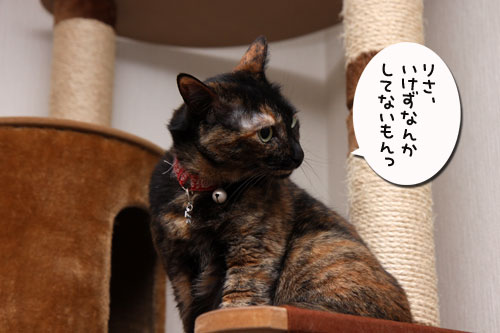 いけず猫は誰だ?_d0355333_19283127.jpg