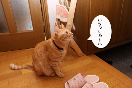 にゃんず家流お客様のもてなし方_d0355333_19284279.jpg