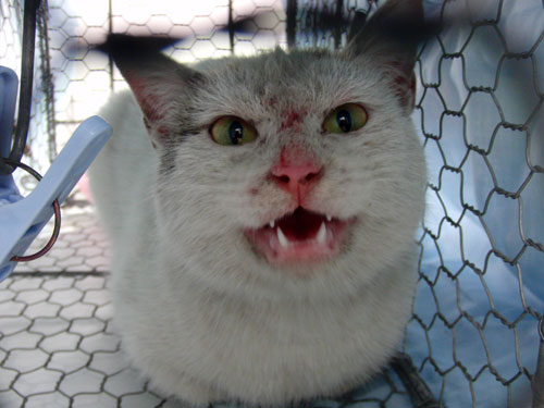 コンビニの猫_d0355333_19284641.jpg