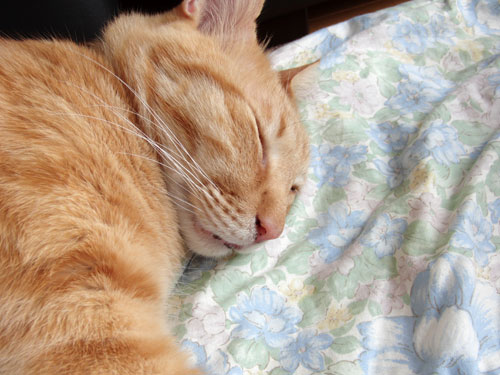 コンビニの猫_d0355333_19284740.jpg