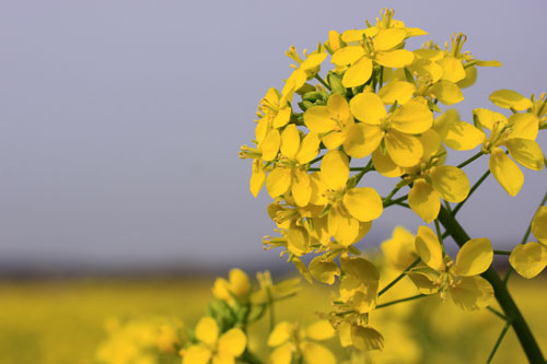 菜の花畑が素敵なので_d0355333_19285031.jpg