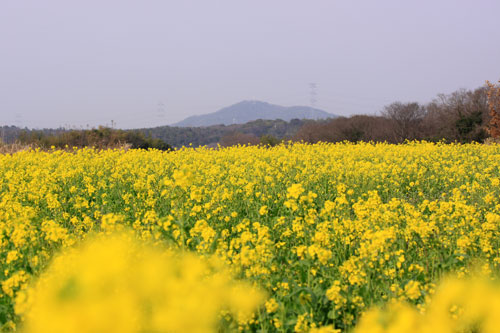 菜の花畑が素敵なので_d0355333_19285193.jpg
