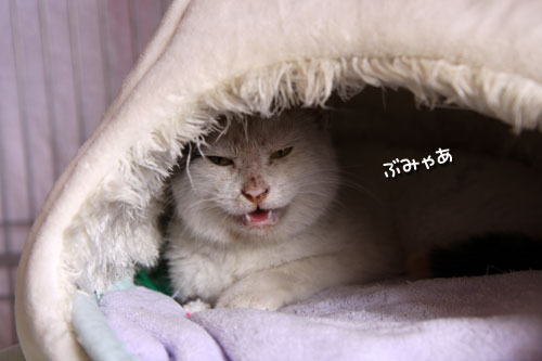 母猫の名前は_d0355333_19285832.jpg