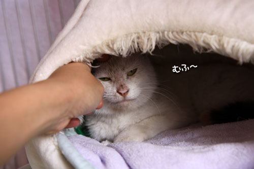 母猫の名前は_d0355333_19285851.jpg