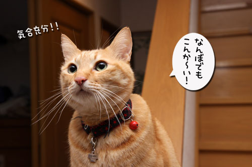 一番のアカンタレは誰?_d0355333_19290273.jpg