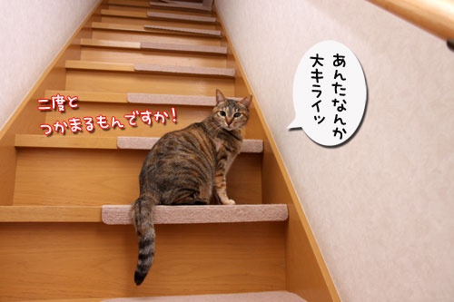 一番のアカンタレは誰?_d0355333_19290326.jpg