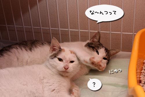 母から子へ伝授_d0355333_19290548.jpg