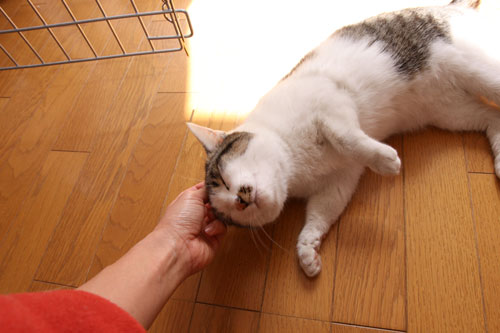 手術にいってきます。_d0355333_19290927.jpg