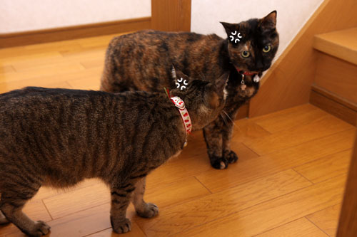 みんな、頑張ったね_d0355333_19291090.jpg