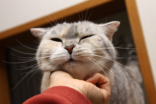 祝★まみちゃん11歳_d0355333_19291417.jpg