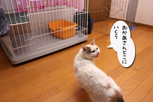 菜々子の救出作戦!_d0355333_19291510.jpg