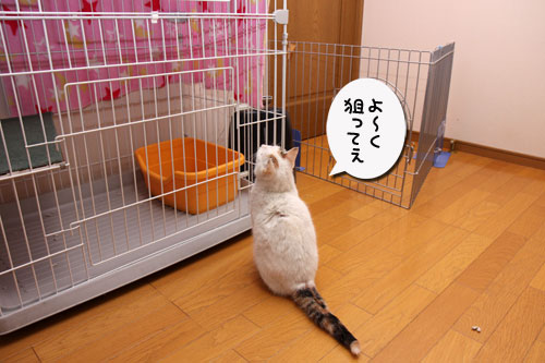 菜々子の救出作戦!_d0355333_19291541.jpg
