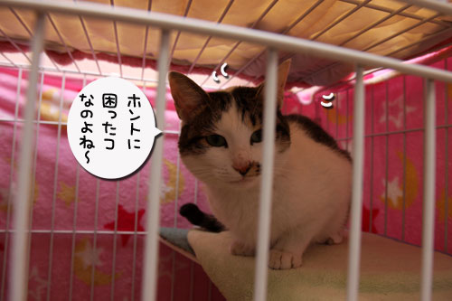 菜々子の救出作戦!_d0355333_19291613.jpg