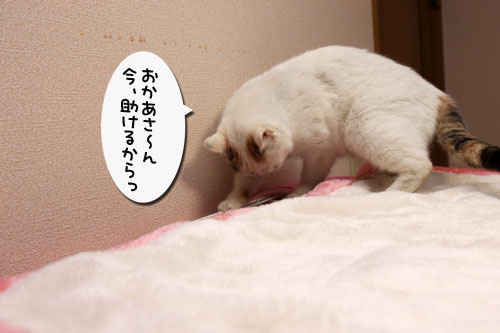 菜々子の救出作戦!_d0355333_19291680.jpg