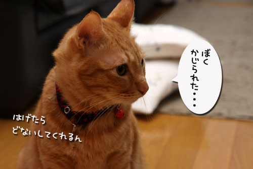 勇敢な乙女_d0355333_19292552.jpg