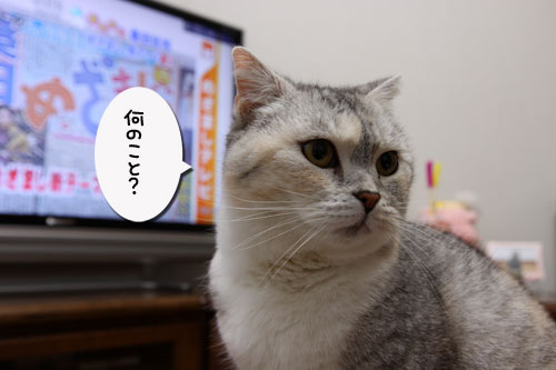 勇敢な乙女_d0355333_19292589.jpg