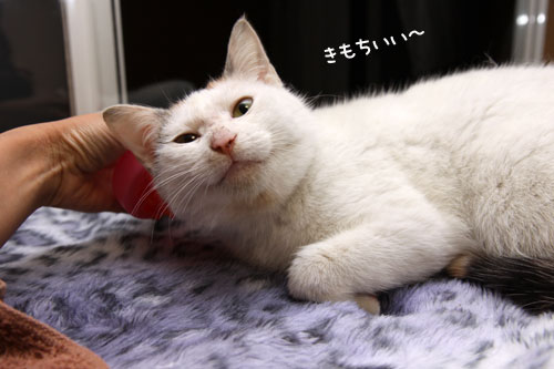 大好きなブラッシング_d0355333_19292722.jpg