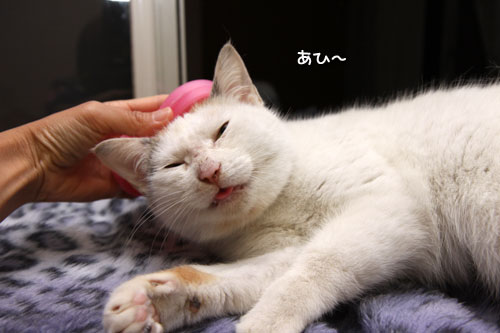 大好きなブラッシング_d0355333_19292772.jpg