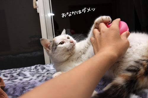 大好きなブラッシング_d0355333_19292774.jpg