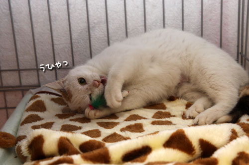 ついに・・・!_d0355333_19295338.jpg