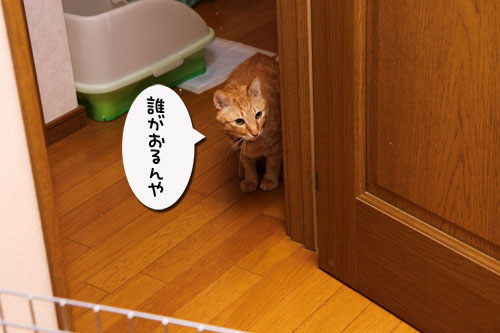 はじめまして_d0355333_19295923.jpg