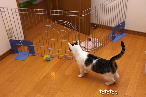 はじめまして_d0355333_19295977.jpg