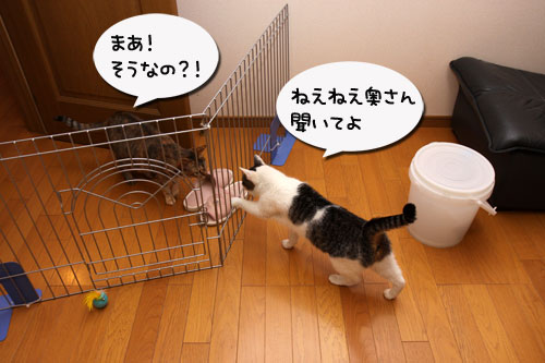 はじめまして_d0355333_19300029.jpg