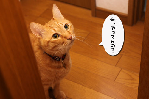 トイレ前攻防戦!_d0355333_19300750.jpg