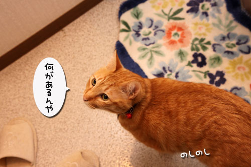 女の園に何がある?_d0355333_19301142.jpg