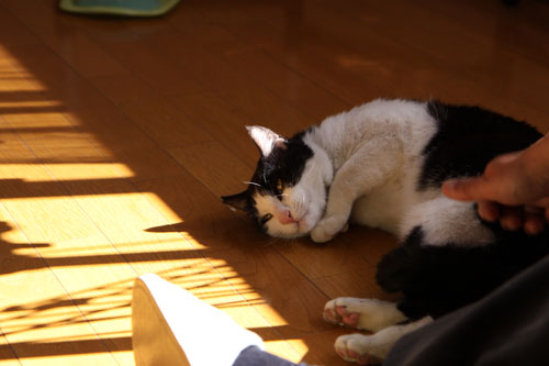 とびっきりのニュース!_d0355333_19302015.jpg