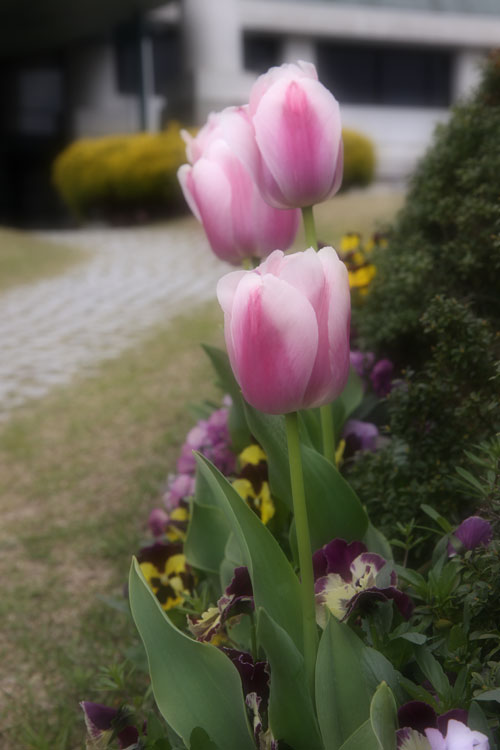 ほんの少しの晴れ間に_d0355333_19303228.jpg