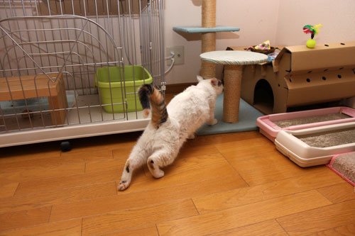 家猫の顔_d0355333_19304237.jpg