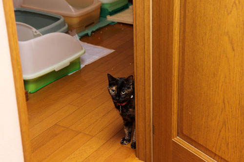 家猫の顔_d0355333_19304309.jpg