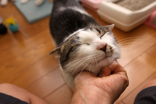 家猫の顔_d0355333_19304377.jpg