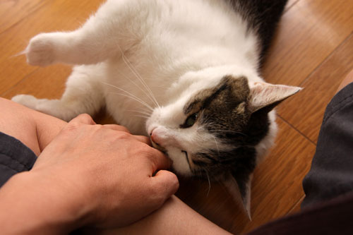 家猫の顔_d0355333_19304397.jpg