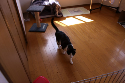 猪突猛進型?_d0355333_19304560.jpg