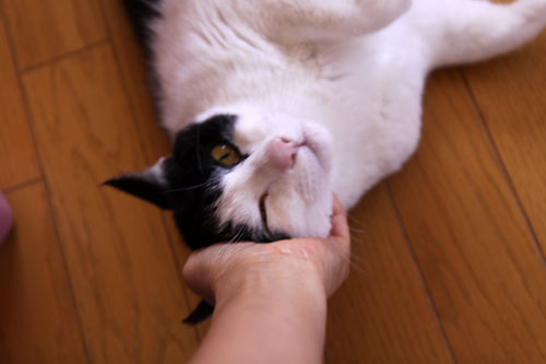 猪突猛進型?_d0355333_19304578.jpg