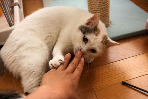 捨ててしまっていいもの★動画つき_d0355333_19305741.jpg