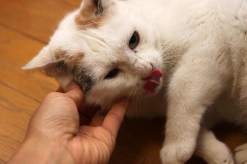 捨ててしまっていいもの★動画つき_d0355333_19305774.jpg