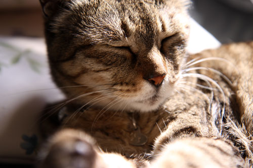 猫たちには関係のないGW_d0355333_19310227.jpg