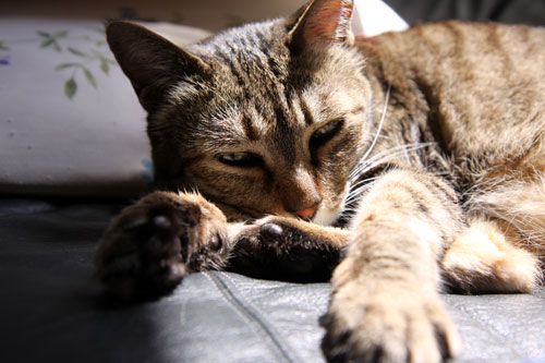 猫たちには関係のないGW_d0355333_19310320.jpg